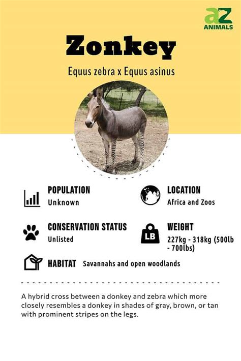 Zonkey Animal Facts | Zebroid | Zedonk | Equus zebra x Equus asinus