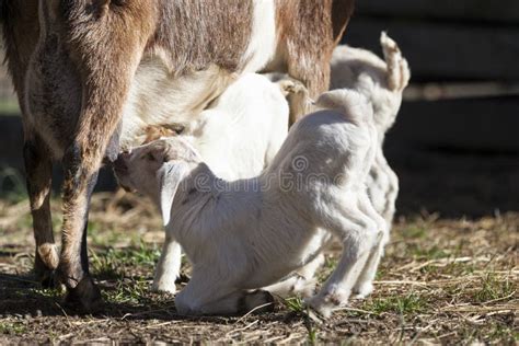 Nursing baby goats. stock photo. Image of farm, grass - 88648908