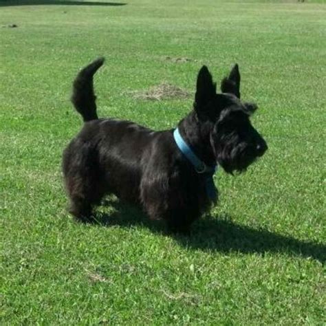 Akc Scottish Terrier Puppies For Sale