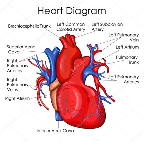 Heart Chart Diagram