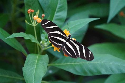 Butterfly Images Black And White