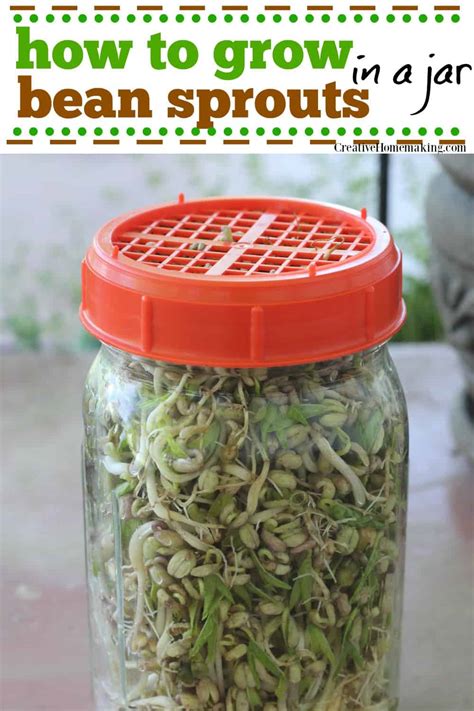 Growing Bean Sprouts in a Jar - Creative Homemaking