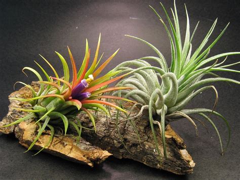 DIY: What are Air Plants and How to Grow your Own