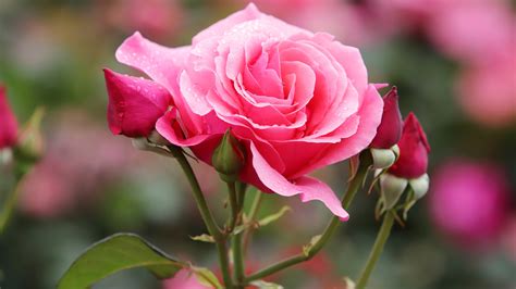 Pink Rose Flower With Buds In Blur Background 4K 5K HD Flowers Wallpapers | HD Wallpapers | ID ...