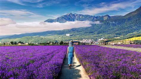 Forget France, Japan Has The Dreamiest Lavender Fields You Need To See