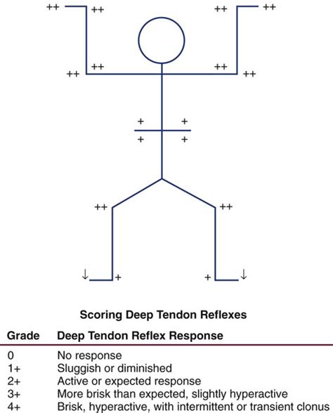 Deep Tendon Reflex Scale