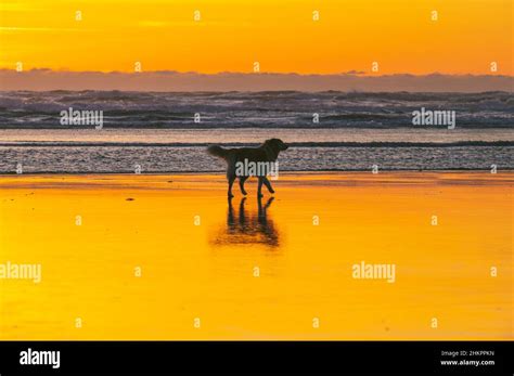 Silhouette of a dog walking on the beach at sunset Stock Photo - Alamy