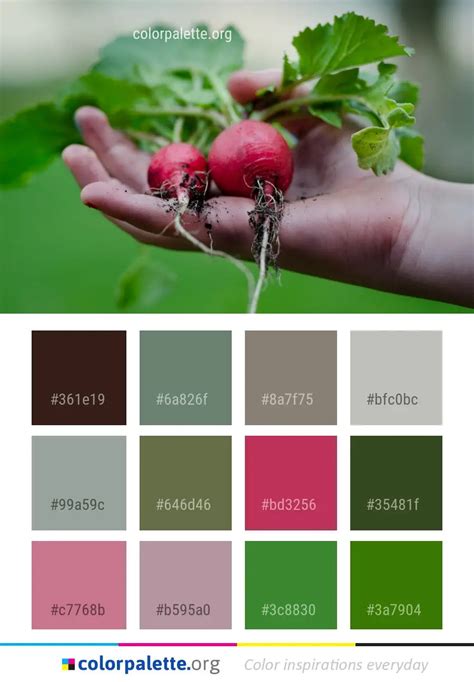 Radish Natural Foods Local Food Color Palette | colorpalette.org