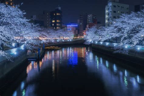 1,400+ Cherry Blossom Night Illumination At Tokyo Japan Stock Photos ...