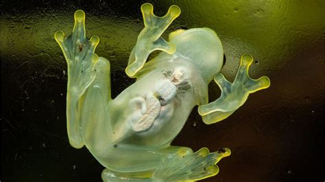 Glass Tree Frog