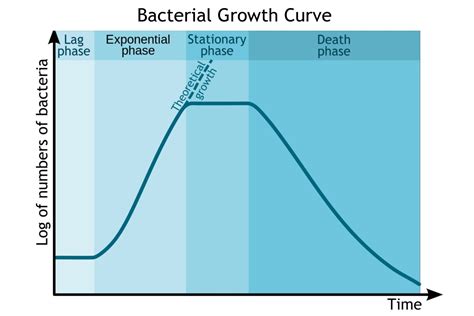 Phases of the Bacterial Growth Curve