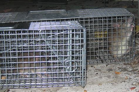 Trapping Animals In Attic - How to Catch Critter in Attic