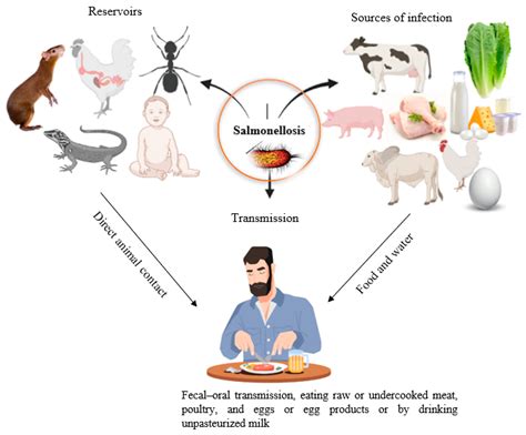 Foods | Free Full-Text | Human Salmonellosis: A Continuous Global ...