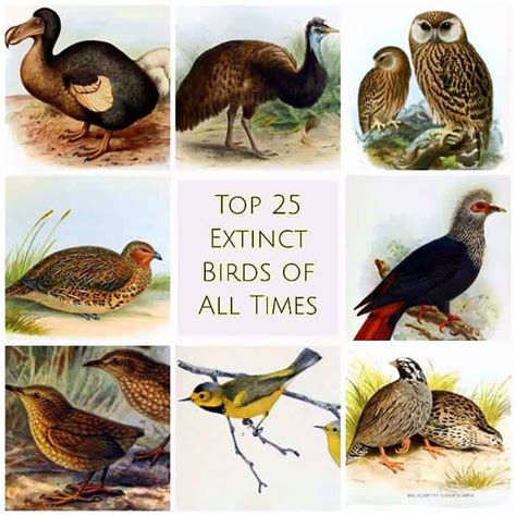 Top 35 Extinct Birds of All Times | Causes of Mass Extinction of Birds