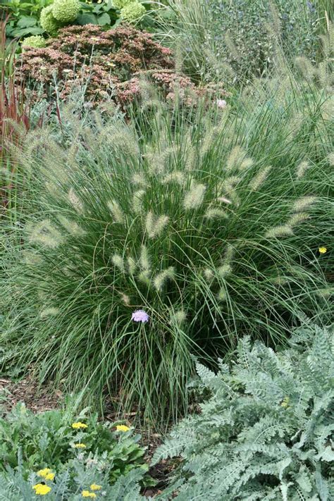 Dwarf Fountain Grass | PlantAddicts.com