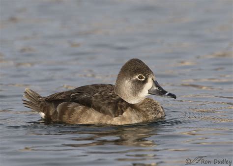 Female Ring-necked Duck With Three Catch Lights – Feathered Photography