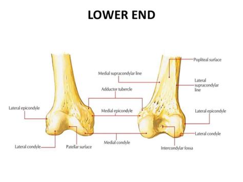 Popliteal Surface