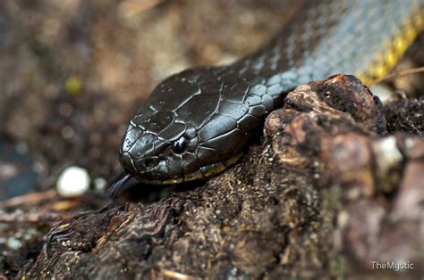 "Tasmanian Tiger Snake" by TheMystic | Redbubble