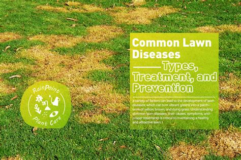 Common Lawn Diseases: Types, Treatment, and Prevention – RainPoint ...