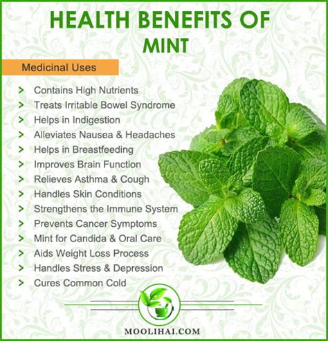 Science-Backed Health Benefits of Mentha | Aka Menthol - Moolihai.com