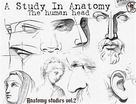 120 anatomy references, head, face reference brush stamps for everyone interested! Perfect for ...