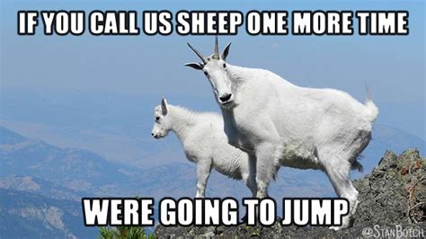 23 Funny Sheep Memes, Botch