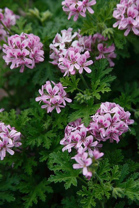 Geranium 'True Rose' - Pelargonium graveolens plants - Select Seeds