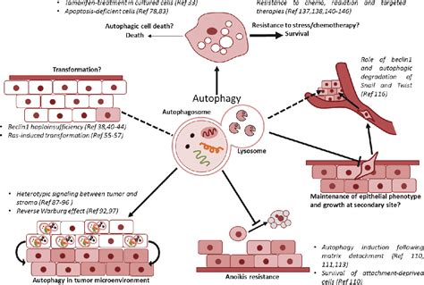 Figure 1 from Autophagy in breast cancer and its implications for therapy. | Semantic Scholar