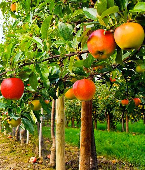 Buy Fruit Trees from Grandpa's Orchard Nursery