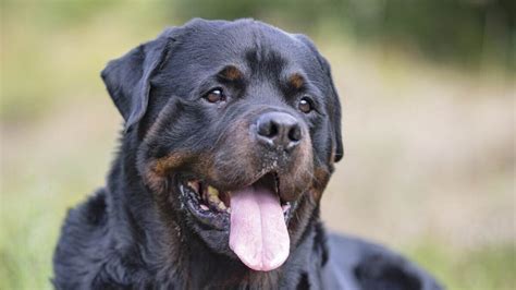 449+ Rottweiler Names: BEST (Ultimate List For 2024!)