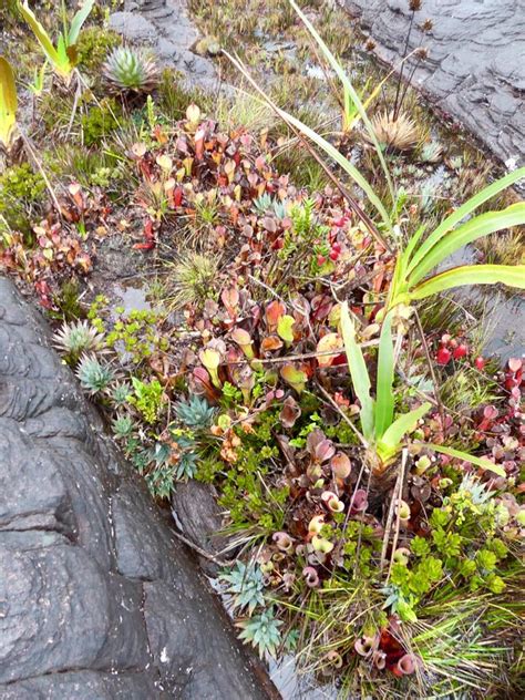 Venezuela: Mt Roraima – Roraima Carnivorous Pitcher Plants ...