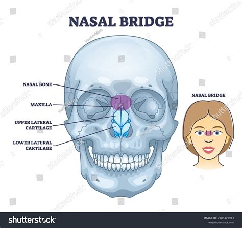 Nasal Cavity Bones