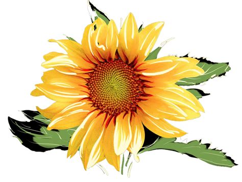 Common sunflower Watercolor painting - Watercolor sunflowers png download - 1024*775 - Free ...