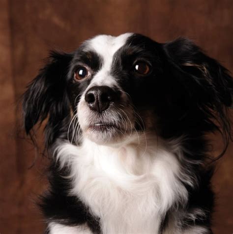 Black and White Border Collie Corgi Mix Puppies Photos | Corgi mix puppies, Border collie corgi ...