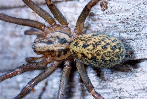 Death from above! Dorsal view of a lace web spider on my fence. 20 frame stack [OC] [6805x4601 ...