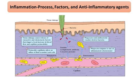 Inflammation-Process, Factors, and Anti-Inflammatory agents