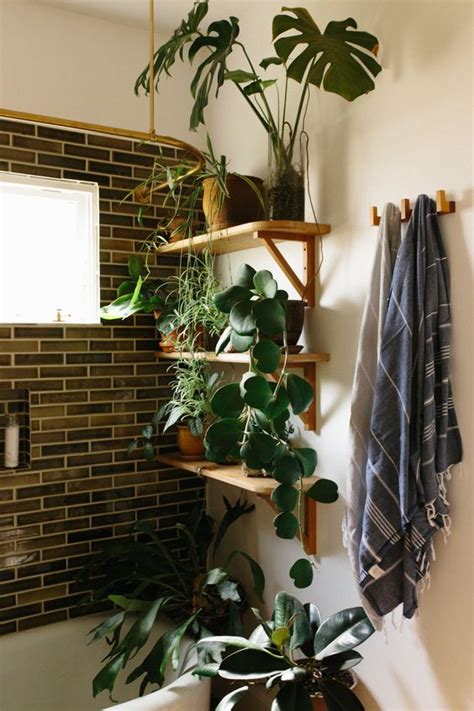 Design Addict Mom: Best Plants for The Bathroom