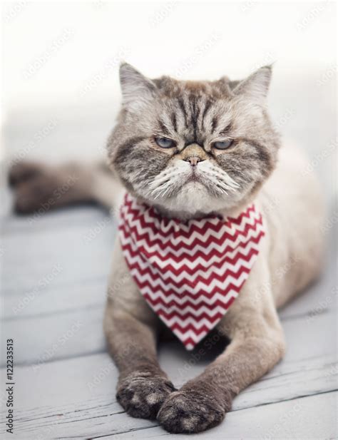 Angry looking cat Stock Photo | Adobe Stock