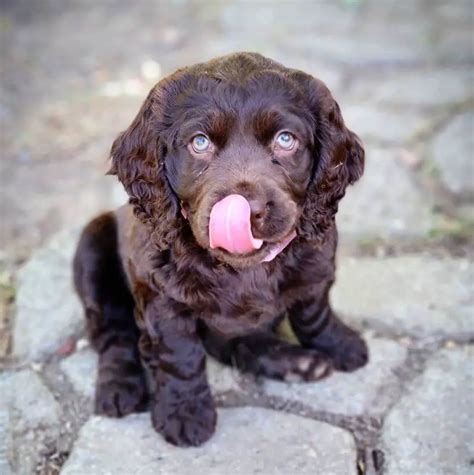 15 Photos Of Boykin Spaniel Puppies With Pure Beauty