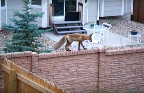 Can A Fox Climb A Fence Archives - Healing Picks