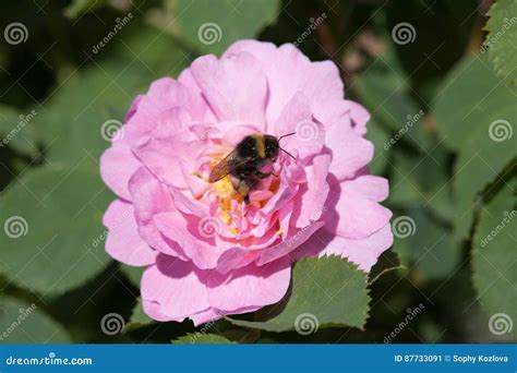 Bee on rose stock image. Image of garden, floral, fresh - 87733091