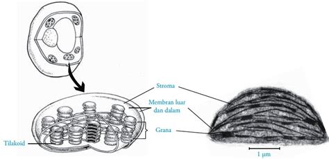 Struktur dan Fungsi Kloroplas - Beserta Gambar