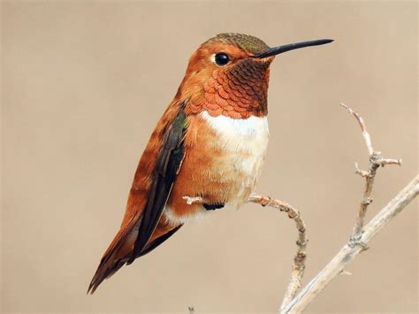 Rufous Hummingbird | Celebrate Urban Birds