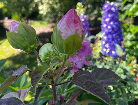 5 Cold-Hardy Hibiscus Varieties For Your Garden