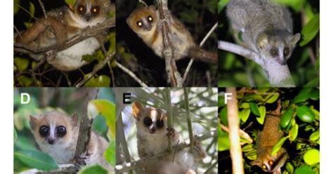 Mouse lemur genomes shed light on climate as a driver of speciation ...