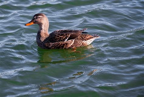 Premium Photo | Female mallard duck swimming in a deep green lake