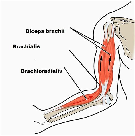 Elbow Joint Muscles