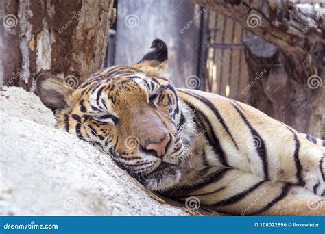 A Portrait of Sleeping Bengal Tiger in the Zoo. Stock Photo - Image of mammal, bengal: 108022896