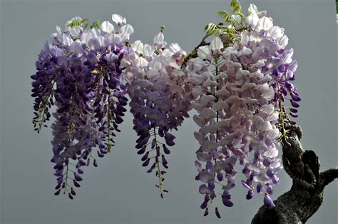 Nebraska Bonsai Society: Japanese Wisteria