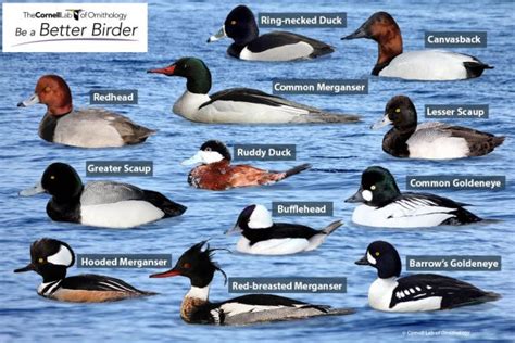 Learn Your Ducks With the Male Diving Ducks Puzzle | Bird Academy • The ...